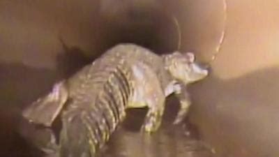 Robot Camera Spots Alligator In Florida Water Pipe BBC News