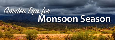 Gardening Tips for Monsoon Season | Arizona SummerWinds