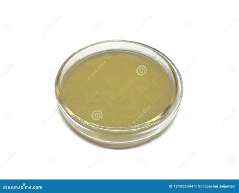 Чашка Петри имеет агар PDA декстрозы картошки или желтый студень агара ...