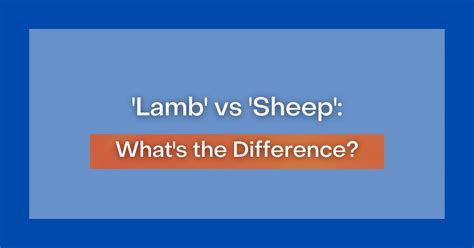 'Lamb' vs 'Sheep': What's the Difference?