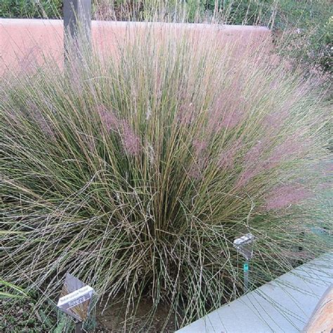 Grass Pink Muhly 1 Ted Lare Design And Build