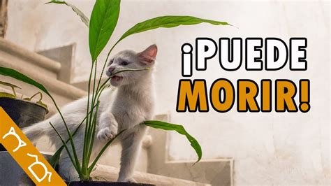 Cosas Que Pueden Matar A Tu Gato Y Que Tienes En Casa Youtube