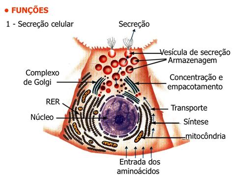 Citoplasma Biologia