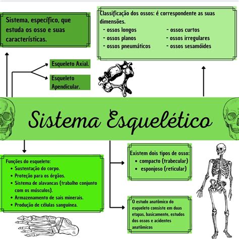 Mapa mental sistema esquelético - Anatomia Sistêmica