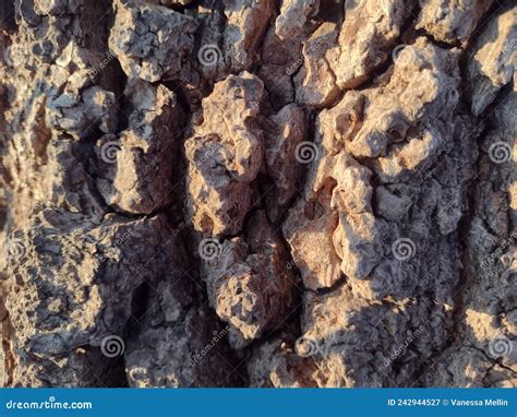 Box Elder Tree Bark stock image. Image of branch, formation - 242944527