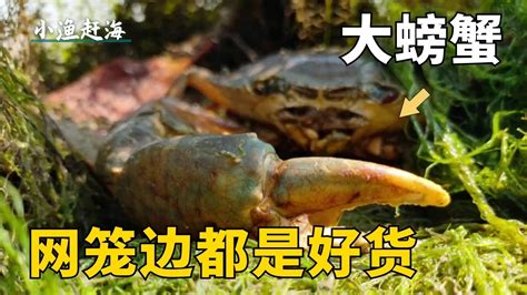 大北風過後趕海，阿富在網籠邊發現了大螃蟹，還有很多海鮮被擱淺在灘塗上！【小漁趕海v】 Youtube