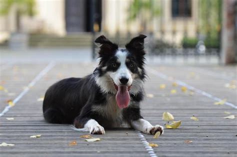 10 Curiosidades Del Border Collie Que Te Sorprenderán