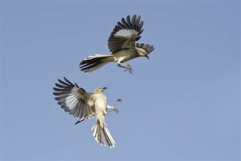 Northern Mockingbird Mimus Polyglottos