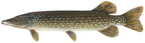 Northern Pike Opeongo Mountain Resort