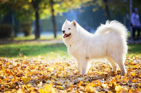 Premium Photo Happy Samoyed Dog In Autumn Park On Birght Sunny Day