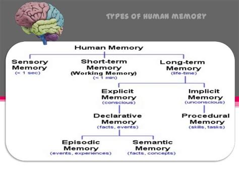 Human memory