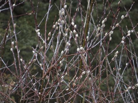 9 Pussy Willows Wilderness Dweller