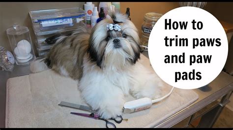 How To Trim Shih Tzu Puppies Paws Youtube