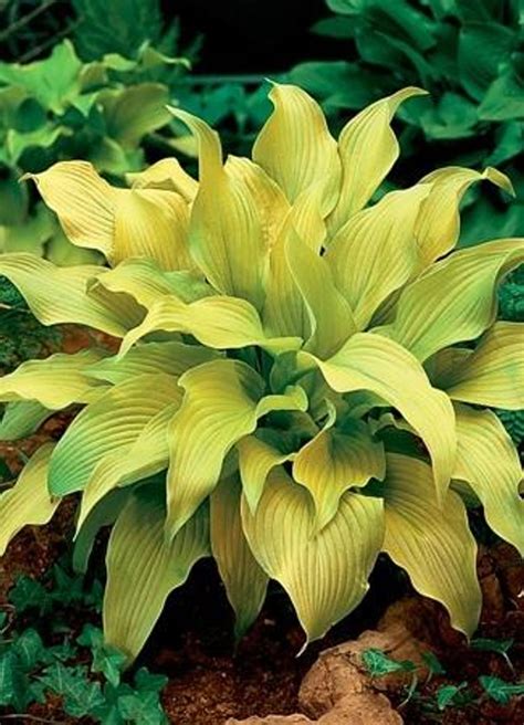 Hosta Sun Power Perennial Plant Sale Bloomin Designs Nursery