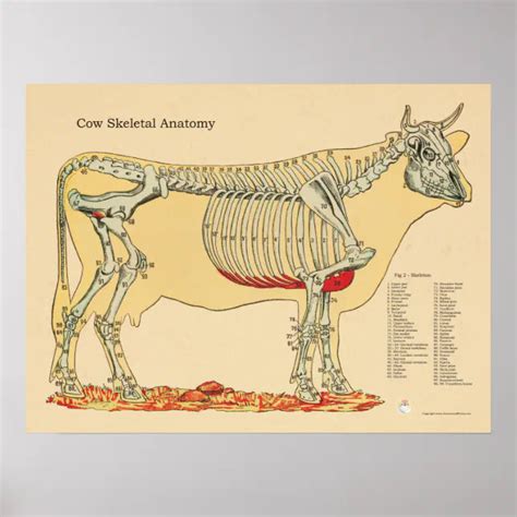 bovine veterinary skeletal anatomy chart zazzle