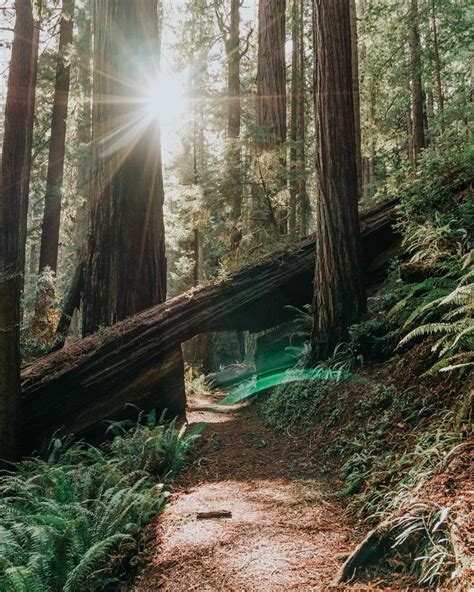 Magical Day Redwood National Park Itinerary Map Included Artofit