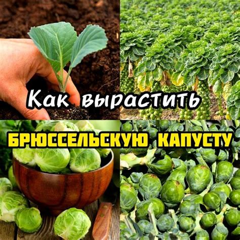 Выращивание брюссельской капусты Растение... | Интересный контент в ...