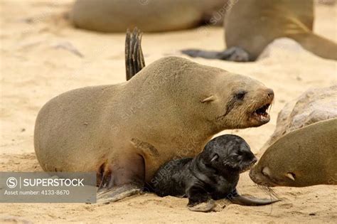 Cape Fur Seal Arctocephalus Pusillus Cape Cross Namibia Africa