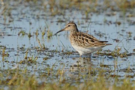 Pectoral Sandpiper Birdwatch Ireland