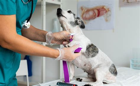 D A Mundial Del Veterinario Se Celebra Se Celebra El De Abril