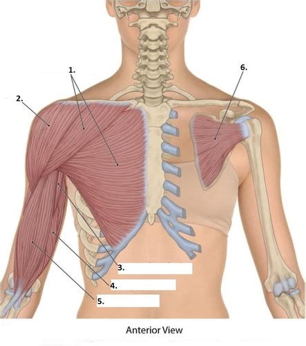 Shoulders And Scapular Flashcards Quizlet