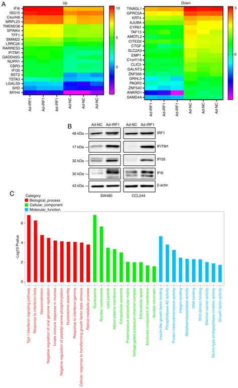 Irf Regulates The Progression Of Colorectal Cancer Via Interferon