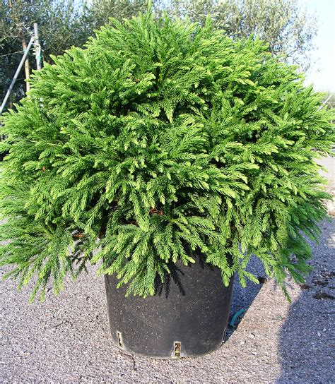 Cryptomeria Japonica Globosa Nana Gorini Piante