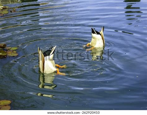 Close Two Upside Down Ducks Driving Stock Photo 262920410 Shutterstock