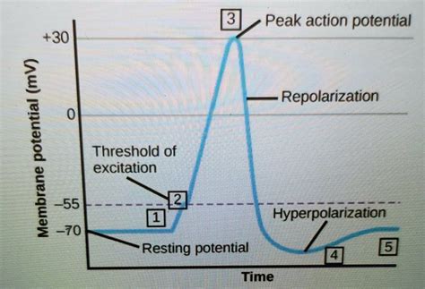 Solved Peak Action Potential Repolarization Potential Threshold