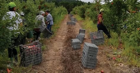 Apanha Da Fruta Mobiliza Milhares De Pessoas