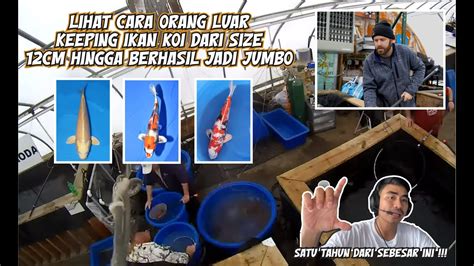 CARA ORANG LUAR KEEPING IKAN KOI JUMBO DALAM WAKTU 8 BULAN DARI SIZE