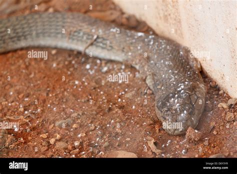 King cobra fangs hi-res stock photography and images - Alamy
