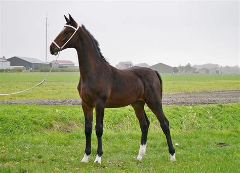 FOR SALE: Exelent Dutch Harness Horse... - Cavaletti Horses