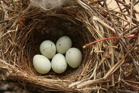 All About House Finch Nesting Habits - The Bird Geek
