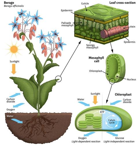 Photosynthesis Diagram Quizlet