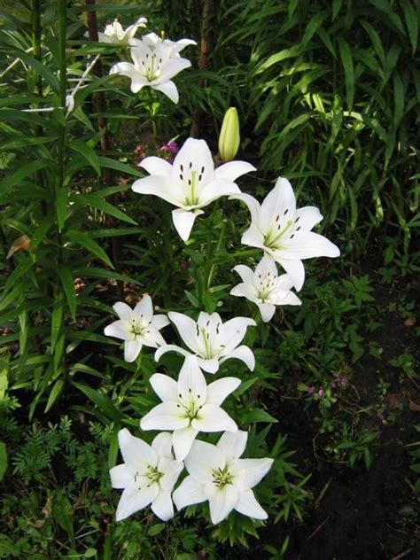 Белая лилия | White lily | Белые лилии, Красивые цветы, Цветы