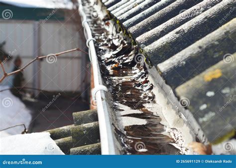 Spring Roof Gutter Cleaning A Clogged Rain Gutter Of An Asbestos Roof