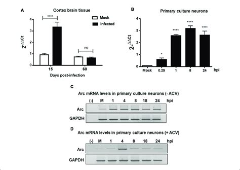 Hsv Neuronal Infection And Replication Triggers Upregulation Of Arc