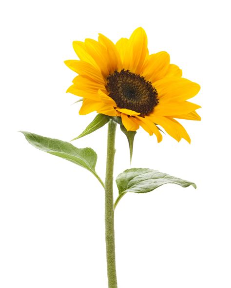 Download Free High quality Sunflower Png Transparent Images download ...