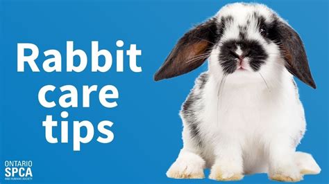 Rabbit Pet Care Tips – HousePetsCare.com