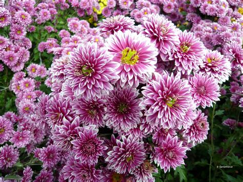 Хризантема белочка (76 фото)