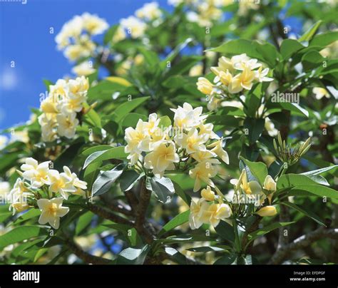 Flores Frangipani San Vicente San Vicente Y Las Granadinas Las