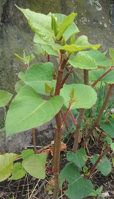 The Joyful Forager Japanese Knotweed A Healthy Edible Invasive