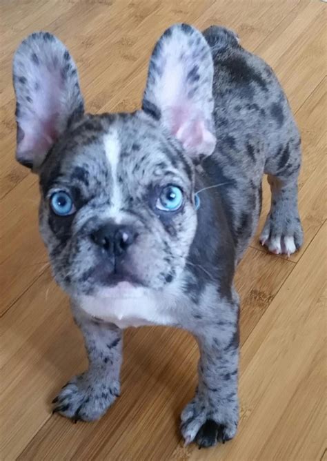 57+ Blue French Bulldog Puppies Silverblood Frenchies Pic - Bleumoonproductions