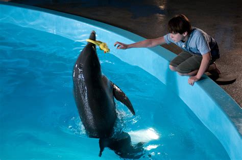 Dolphin Tale An Amazing True Story Of Bravery Compassion