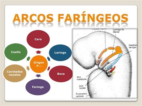 Arcos Faríngeosembriología De Cabeza Cara Y Cuello Montalván Mirand