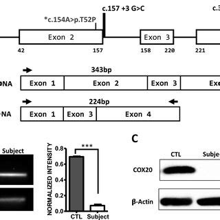 Gene MRNA And Protein Analysis A COX20 Gene And MRNA Schematic The