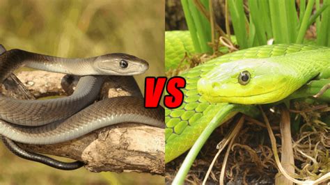 Green Mamba Vs Black Mamba Who Would Win? - Animals Comparison