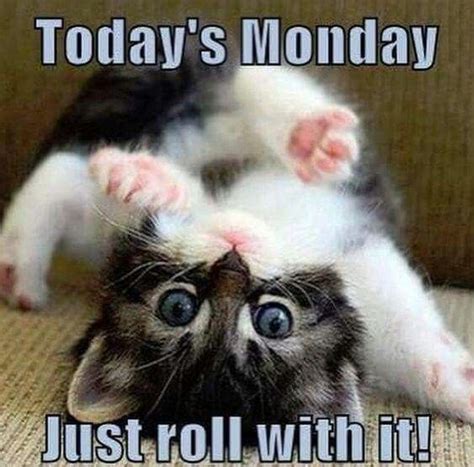 Monday Cat Memes For Work Monday Cat Good Morning Cat Monday Humor