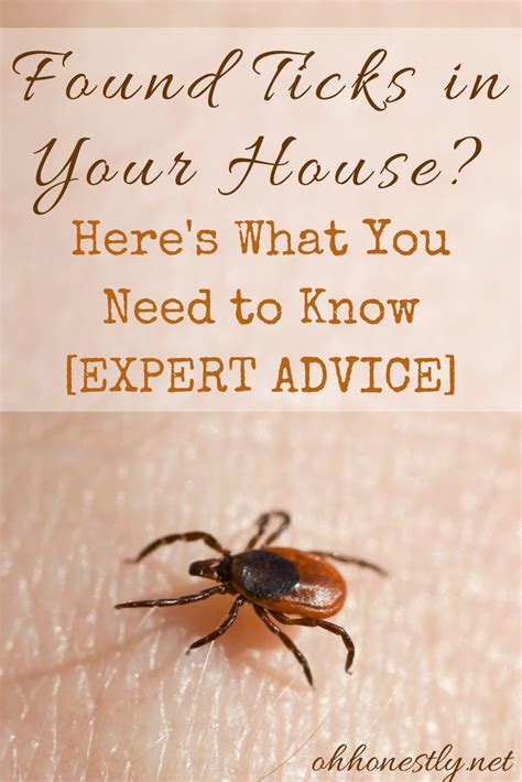 Found Ticks In Your House Heres What You Need To Know Expert Advice Get Rid Of Ticks